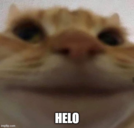 awkward cat | HELO | image tagged in awkward cat | made w/ Imgflip meme maker