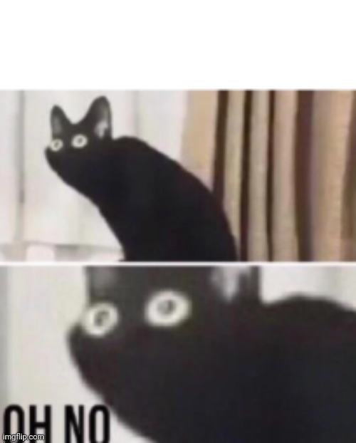 Oh no cat | image tagged in oh no cat | made w/ Imgflip meme maker