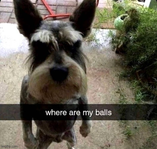 where is it, John. | image tagged in balls | made w/ Imgflip meme maker