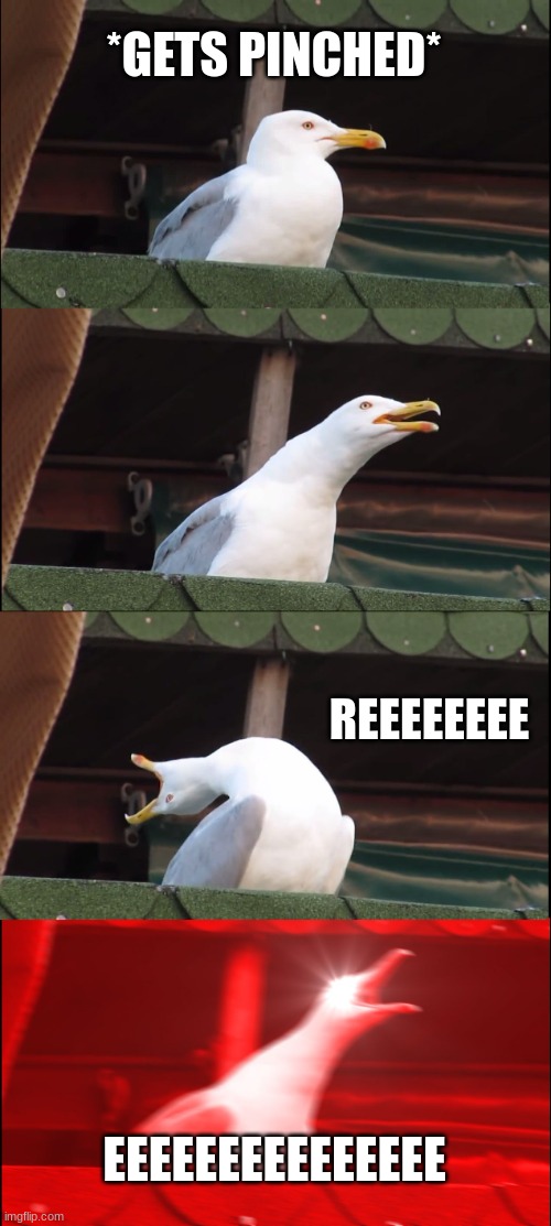 beanz | *GETS PINCHED*; REEEEEEEE; EEEEEEEEEEEEEEE | image tagged in memes,inhaling seagull | made w/ Imgflip meme maker