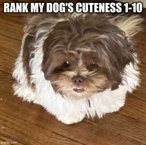 She look | RANK MY DOG'S CUTENESS 1-10 | image tagged in she look,bored,1-10,rate,doggo | made w/ Imgflip meme maker
