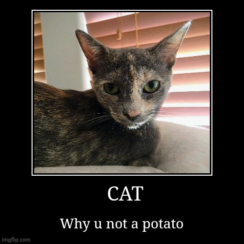 Cat | CAT | Why u not a potato | image tagged in funny,demotivationals | made w/ Imgflip demotivational maker