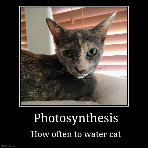 Cat is plant | image tagged in funny,demotivationals | made w/ Imgflip demotivational maker