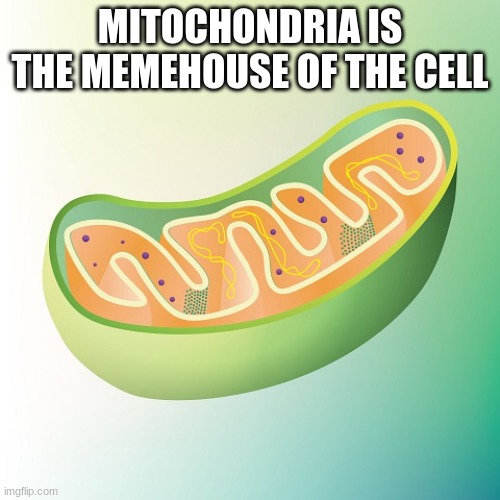E | MITOCHONDRIA IS THE MEMEHOUSE OF THE CELL | image tagged in mitochondria is the powerhouse of the cell,science | made w/ Imgflip meme maker