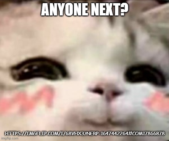 cute cat | ANYONE NEXT? HTTPS://IMGFLIP.COM/I/68VHX3?NERP=1647442264#COM17866878 | image tagged in cute cat | made w/ Imgflip meme maker