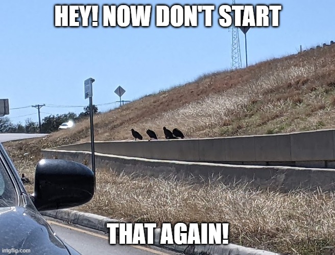 Jungle Book |  HEY! NOW DON'T START; THAT AGAIN! | image tagged in birds,jungle book,buzzards,vultures,flaps,the beatles | made w/ Imgflip meme maker