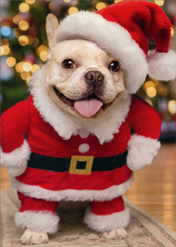 High Quality Christmas Doggy Blank Meme Template