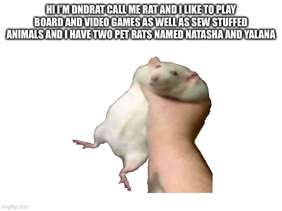 Introduction | HI I’M DNDRAT CALL ME RAT AND I LIKE TO PLAY BOARD AND VIDEO GAMES AS WELL AS SEW STUFFED ANIMALS AND I HAVE TWO PET RATS NAMED NATASHA AND YALANA | image tagged in blank white template | made w/ Imgflip meme maker