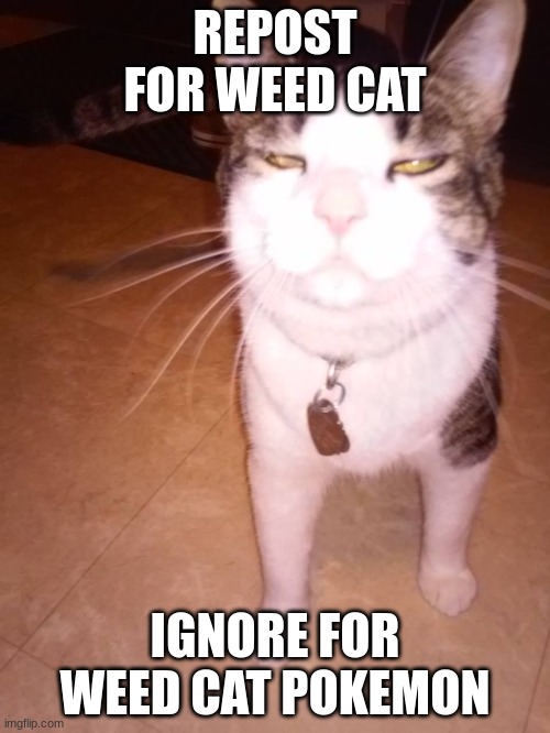 weed cat | REPOST FOR WEED CAT; IGNORE FOR WEED CAT POKEMON | image tagged in weed cat | made w/ Imgflip meme maker