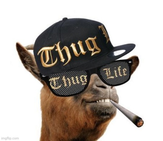 thug life camel | image tagged in thug life camel | made w/ Imgflip meme maker