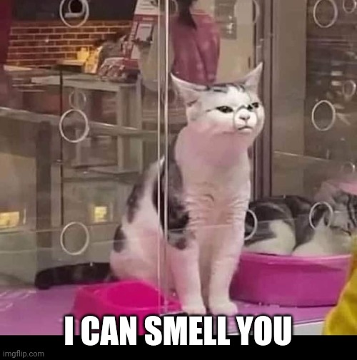 MAYBE THE KITTY JUST WHAT FRESH AIR | I CAN SMELL YOU | image tagged in cats,funny cats | made w/ Imgflip meme maker