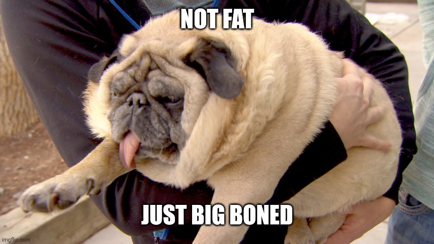 fat pug | NOT FAT; JUST BIG BONED | image tagged in fat pug | made w/ Imgflip meme maker