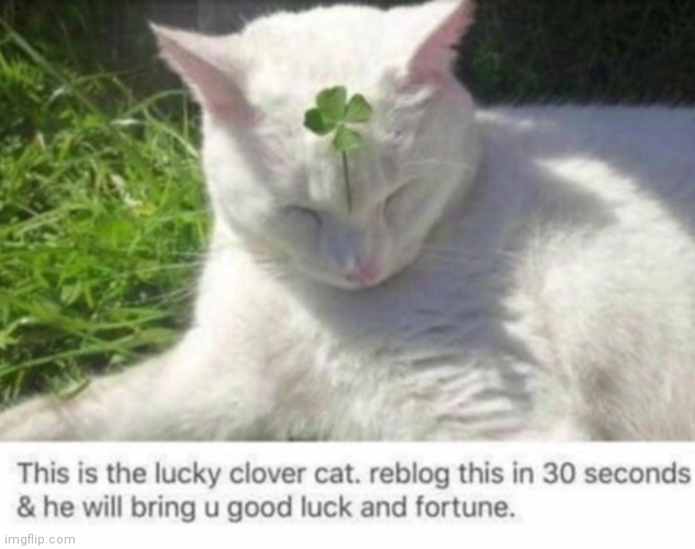 Made this a template. The name of it is "Lucky Clover Cat" Post it in all of your favorite streams. | image tagged in lucky clover cat,new template | made w/ Imgflip meme maker