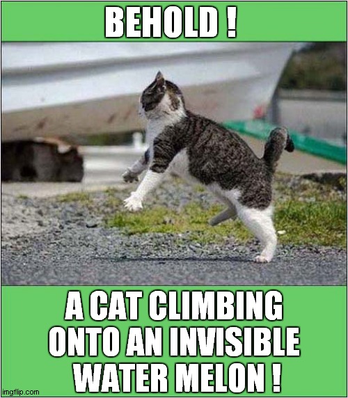 What Do We Have Here ? | BEHOLD ! A CAT CLIMBING ONTO AN INVISIBLE
 WATER MELON ! | image tagged in cats,invisible,watermelon | made w/ Imgflip meme maker