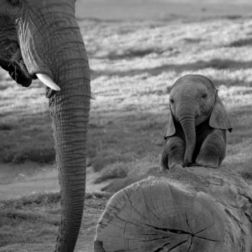 image tagged in animals,cute,elephants