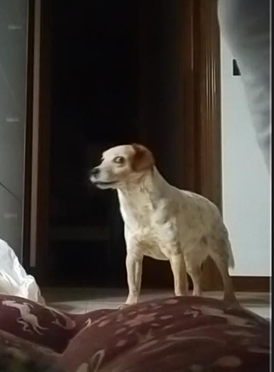 For real Blank Meme Template