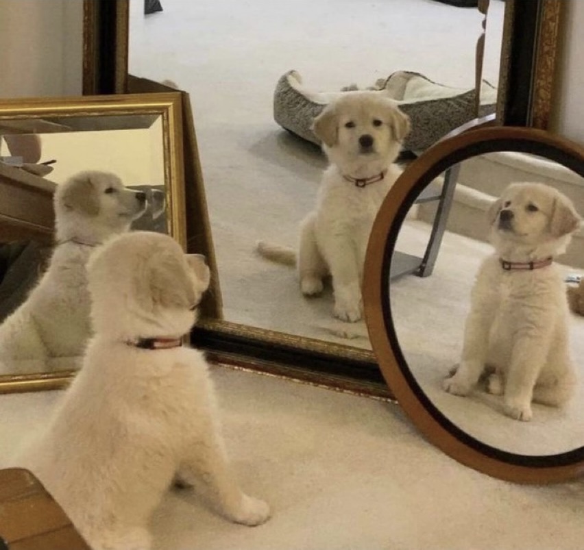 Puppy mirror Blank Meme Template
