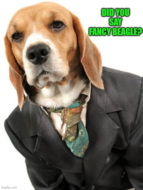 DID YOU SAY FANCY BEAGLE? | made w/ Imgflip meme maker