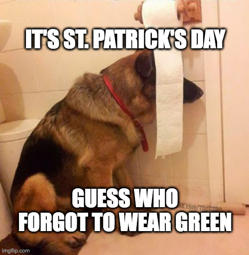 Forgot to wear green | IT'S ST. PATRICK'S DAY; GUESS WHO FORGOT TO WEAR GREEN | image tagged in ninja dog hides behind toilet paper,st patrick's day | made w/ Imgflip meme maker