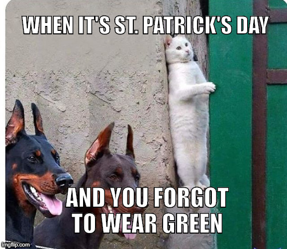 Hide it's St Patricks Day | WHEN IT'S ST. PATRICK'S DAY; AND YOU FORGOT TO WEAR GREEN | image tagged in hidden cat,st patricks day | made w/ Imgflip meme maker
