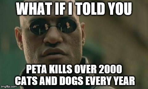 Matrix Morpheus | WHAT IF I TOLD YOU PETA KILLS OVER 2000 CATS AND DOGS EVERY YEAR | image tagged in memes,matrix morpheus | made w/ Imgflip meme maker