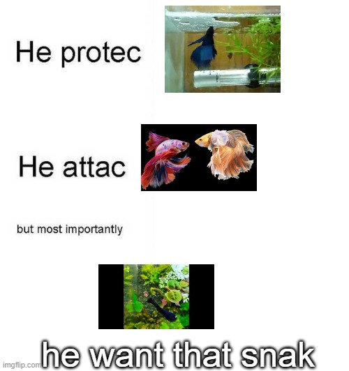 betta meme | he want that snak | image tagged in he protec he attac but most importantly | made w/ Imgflip meme maker