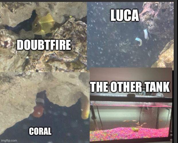 LUCA; DOUBTFIRE; THE OTHER TANK; CORAL | image tagged in fish | made w/ Imgflip meme maker
