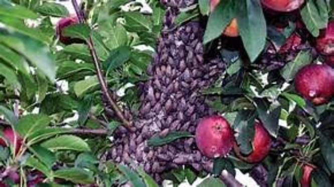 Lantern fly swarm | image tagged in lantern fly swarm | made w/ Imgflip meme maker