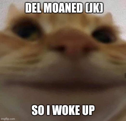 Profile | DEL MOANED (JK); SO I WOKE UP | image tagged in awkward cat | made w/ Imgflip meme maker