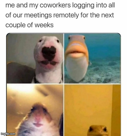 coronavirus | image tagged in funny,lol,co-workers,zoom,memes,animals | made w/ Imgflip meme maker