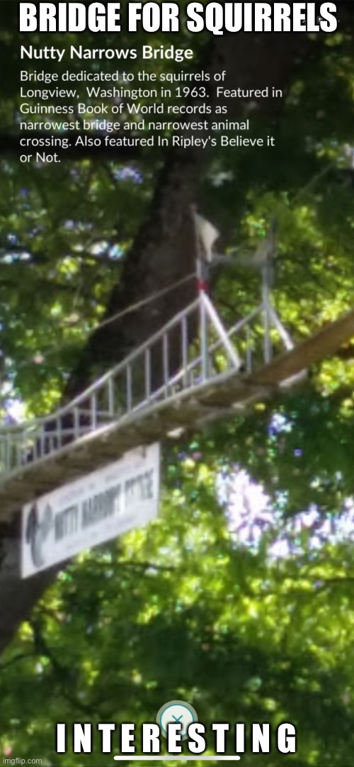 Yes | BRIDGE FOR SQUIRRELS; I N T E R E S T I N G | made w/ Imgflip meme maker
