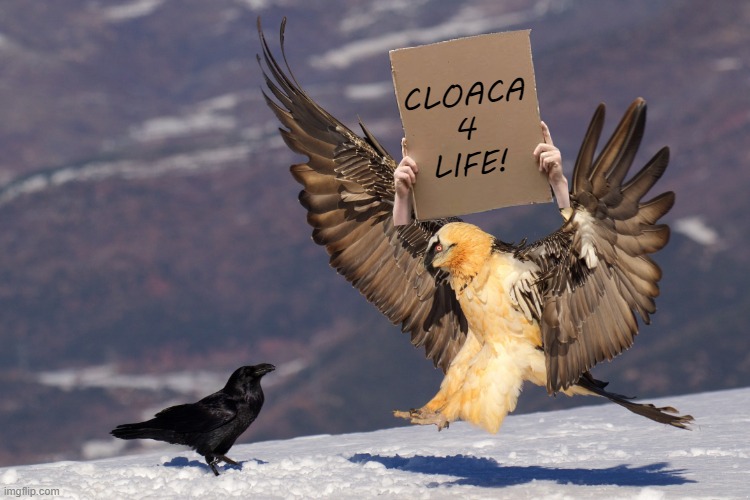 Crow vs Vulture | CLOACA
4
LIFE! | image tagged in crow vs vulture | made w/ Imgflip meme maker
