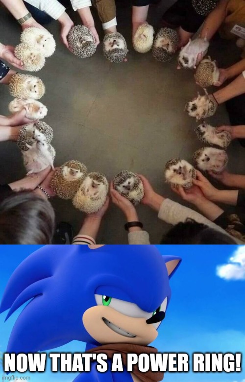 RING OF HEDGEHOGS | NOW THAT'S A POWER RING! | image tagged in sonic meme,sonic the hedgehog,hedgehog,video games | made w/ Imgflip meme maker