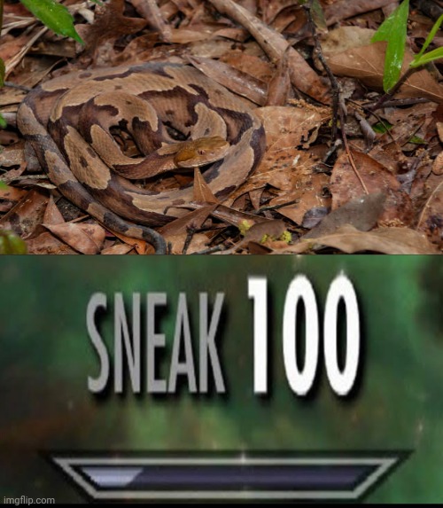 Snake | image tagged in sneak 100,i pulled a sneaky,funny,memes,snake,leaves | made w/ Imgflip meme maker