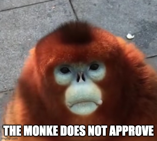 monke | THE MONKE DOES NOT APPROVE | image tagged in monkey | made w/ Imgflip meme maker