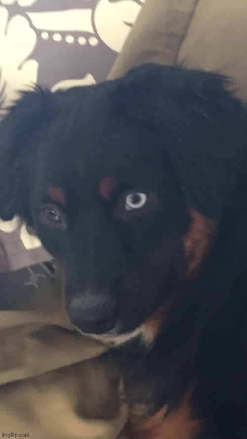 Pass the trend around AKA shock dog | image tagged in my dog lambert xd,make him popular | made w/ Imgflip meme maker