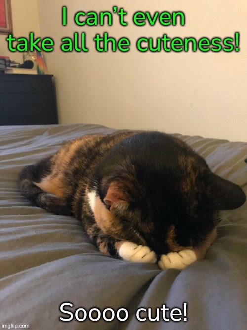 I can’t even take all the cuteness! Soooo cute! | made w/ Imgflip meme maker