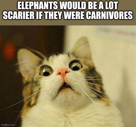 Scared Cat Meme | ELEPHANTS WOULD BE A LOT SCARIER IF THEY WERE CARNIVORES | image tagged in memes,scared cat | made w/ Imgflip meme maker