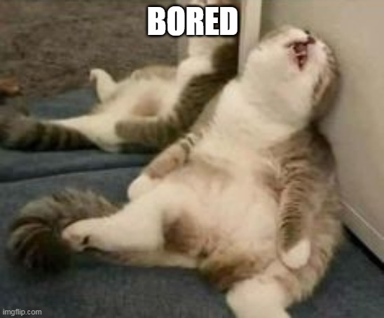 Tired cat | BORED | image tagged in tired cat | made w/ Imgflip meme maker