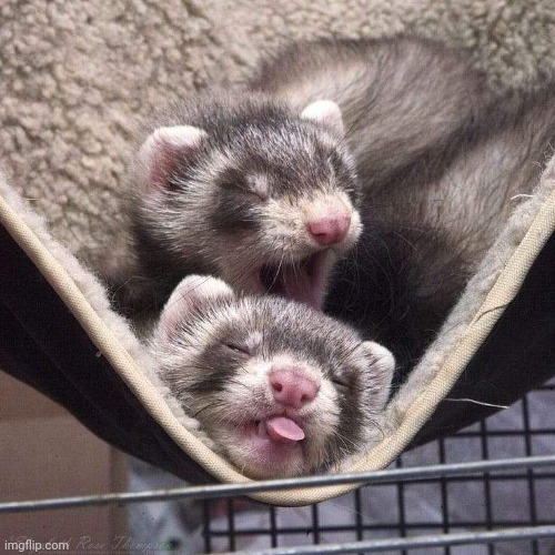 Very cute | made w/ Imgflip meme maker