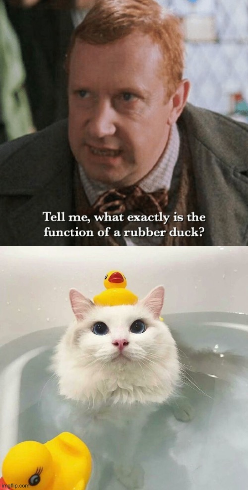 Keeps Kitty from Floating | image tagged in funny memes,funny cat memes,harry potter | made w/ Imgflip meme maker