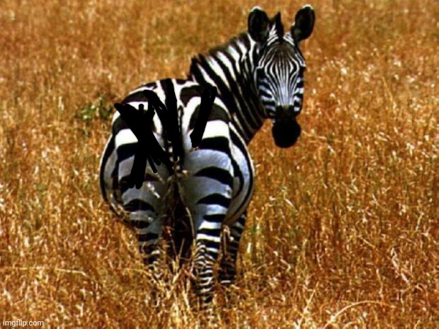 Zebra | image tagged in zebra | made w/ Imgflip meme maker