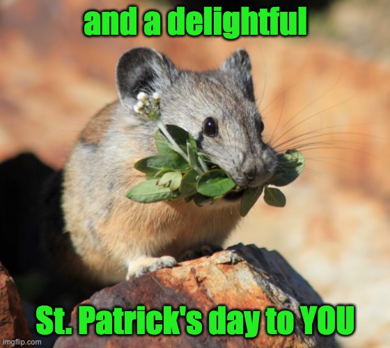 You know you're lucky if it's clover | and a delightful; St. Patrick's day to YOU | image tagged in mouse with clover,holidays,st patrick's day | made w/ Imgflip meme maker