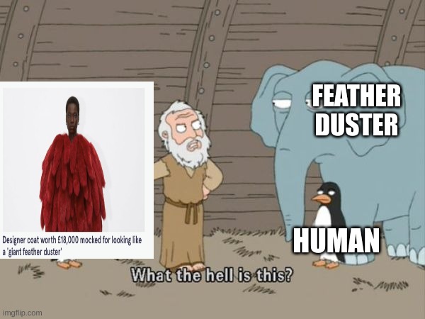 What the hell is this? | FEATHER DUSTER; HUMAN | image tagged in what the hell is this | made w/ Imgflip meme maker