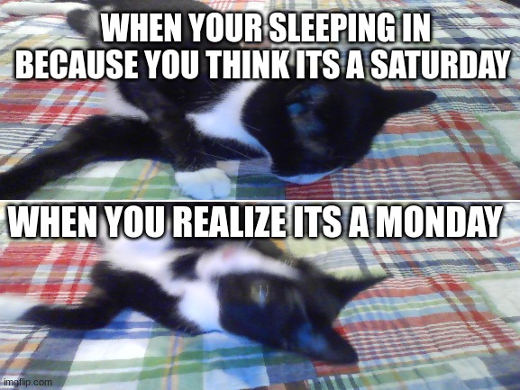 Wake Up | WHEN YOUR SLEEPING IN BECAUSE YOU THINK ITS A SATURDAY; WHEN YOU REALIZE ITS A MONDAY | image tagged in scared cat,funny cats,cute cat | made w/ Imgflip meme maker