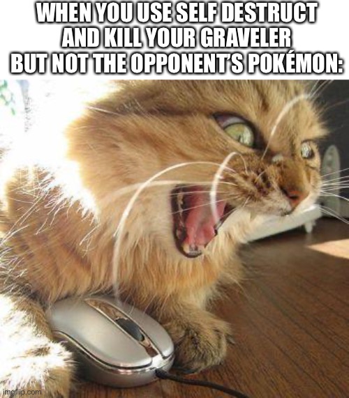 … | WHEN YOU USE SELF DESTRUCT AND KILL YOUR GRAVELER BUT NOT THE OPPONENT’S POKÉMON: | image tagged in angry cat | made w/ Imgflip meme maker