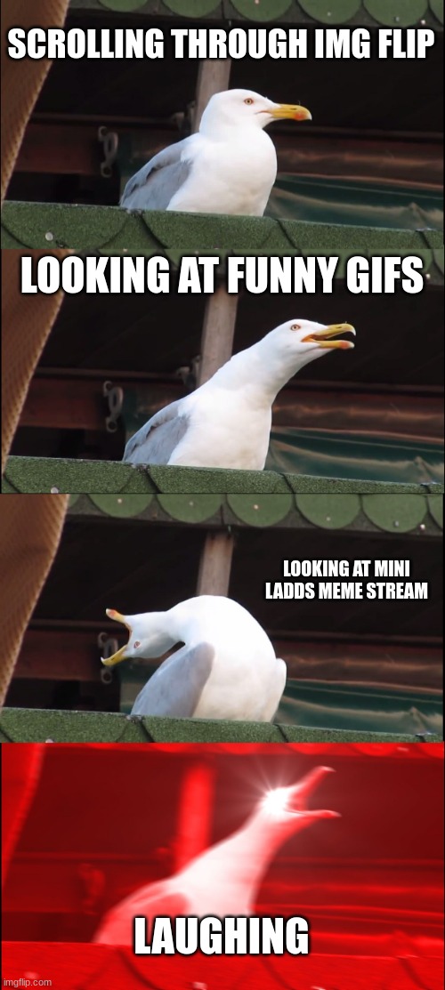 Inhaling Seagull Meme | SCROLLING THROUGH IMG FLIP; LOOKING AT FUNNY GIFS; LOOKING AT MINI LADDS MEME STREAM; LAUGHING | image tagged in memes,inhaling seagull | made w/ Imgflip meme maker