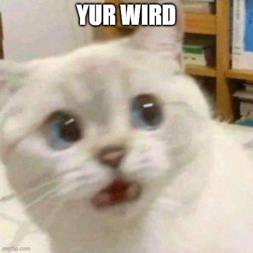 scared cat | YUR WIRD | image tagged in scared cat | made w/ Imgflip meme maker