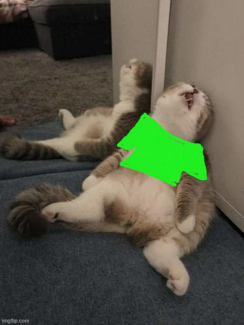 tired cat | image tagged in tired cat | made w/ Imgflip meme maker