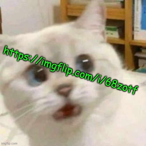 scared cat | https://imgflip.com/i/68zotf | image tagged in scared cat | made w/ Imgflip meme maker